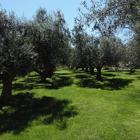 Farm stay Il Borgo Degli Ulivi *