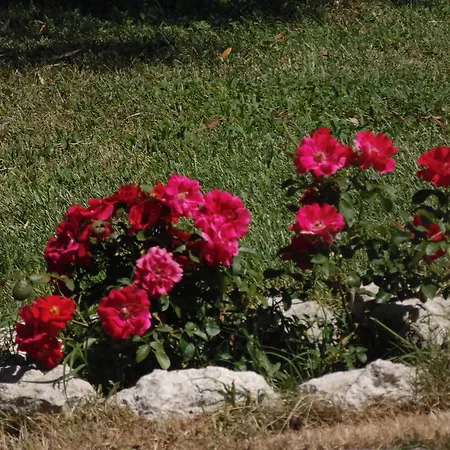 Farm stay Il Borgo Degli Ulivi
