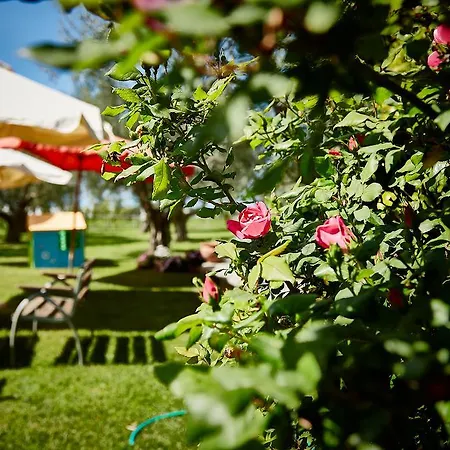 Il Borgo Degli Ulivi Farm stay Pescia Romana
